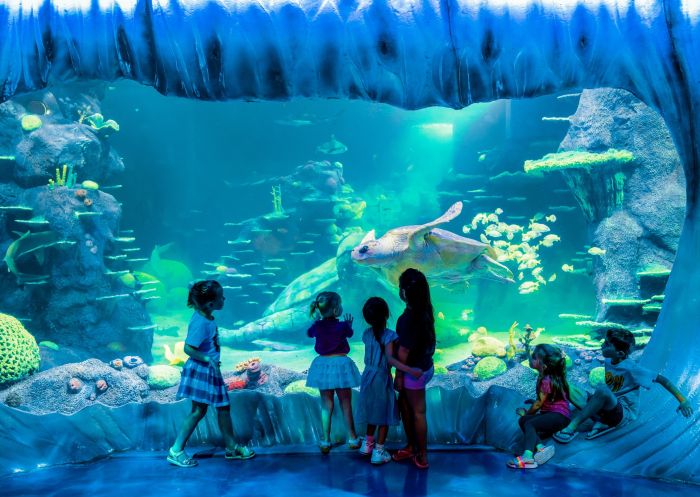 A massive loggerhead turtle swims by in all new Day and Night on the Reef exhibit at SEA LIFE Sydney Aquarium at Darling harbour, Sydney City