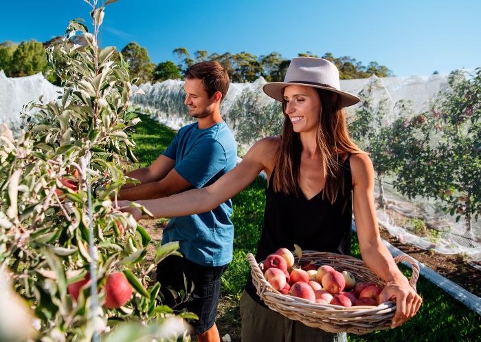 Shields Orchard, Bilpin Couple enjoying a day of apple picking at Shields Orchard, Bilpin
